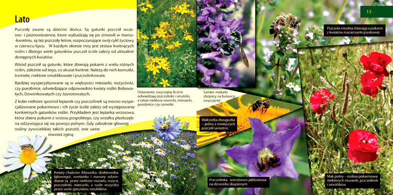 Broszura o dzikich pszczołach - wybrane strony